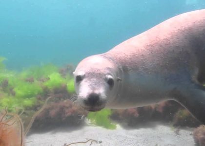 Sea Lions Scuba Rodney Fox Neptune Islands Australia Nov 2014 HD | aquasport.tv