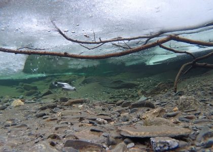 American Dipper Diving under Stream Ice in early December