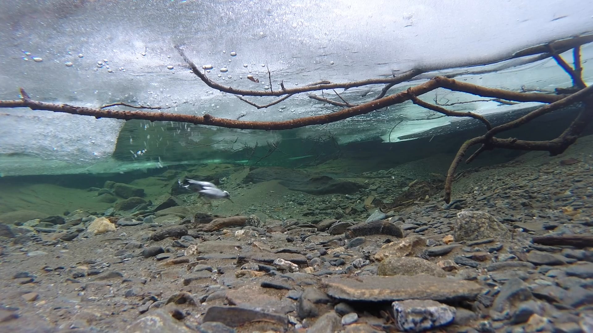 American Dipper Diving under Stream Ice in early December
