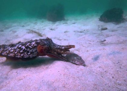 Attacking Cuttlefish  Feeding scenarios | aquasport.tv