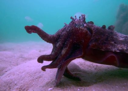 Cuttlefish  attacking scenarios | aquasport.tv