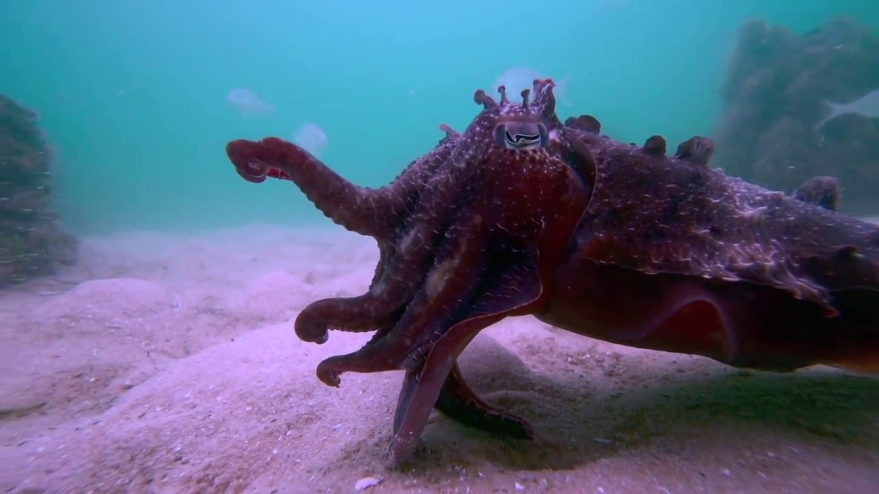 Cuttlefish  attacking scenarios