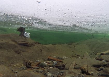 Dipper Diving Under Ice