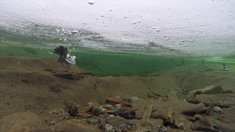 Dipper Diving Under Ice