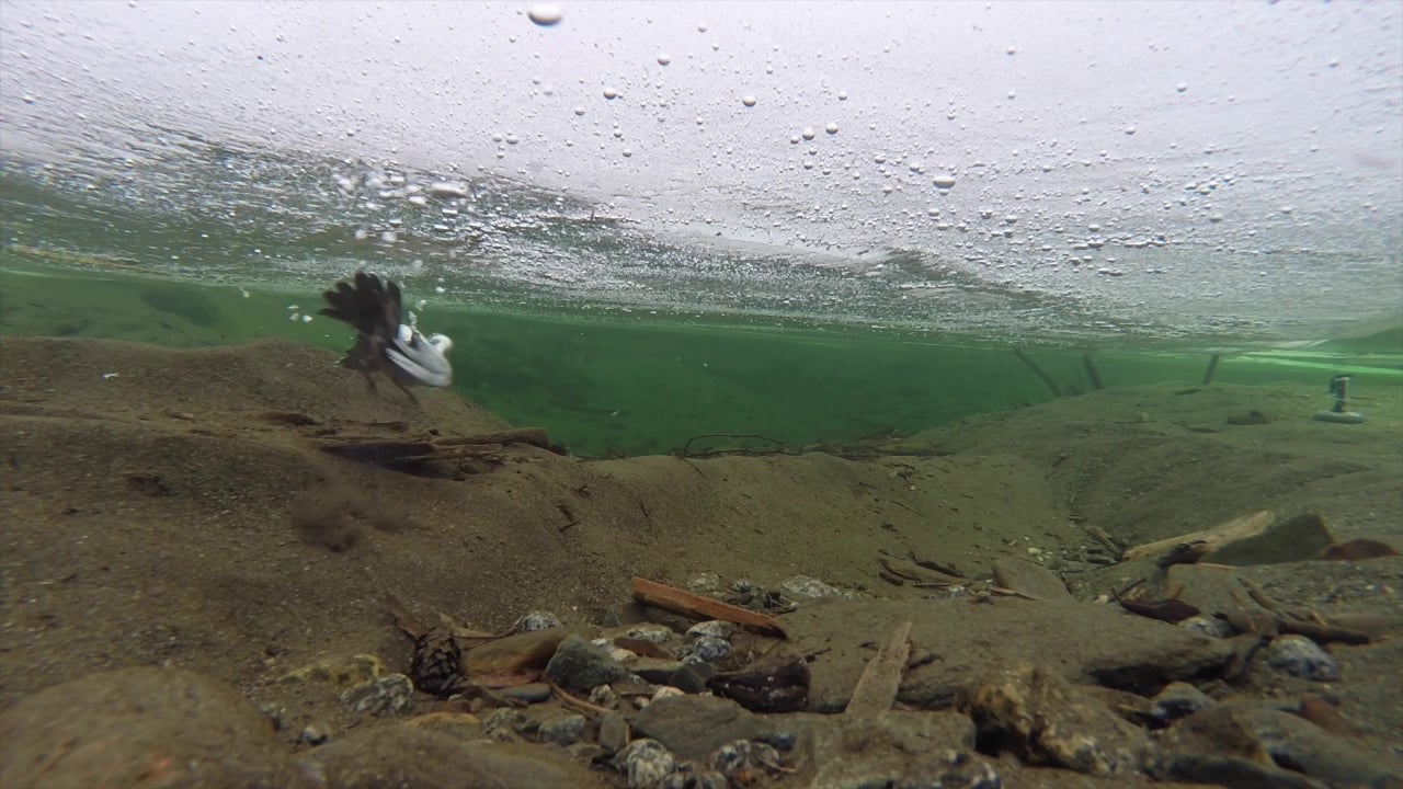 Dipper Diving Under Ice