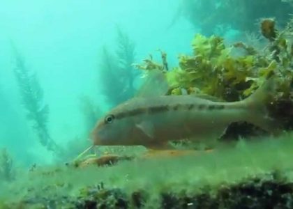 Discover Scuba Diving Rye Pier Australia 2014 HD | aquasport.tv