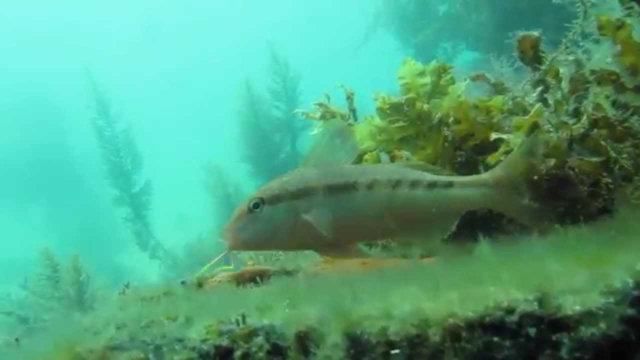Discover Scuba Diving Rye Pier Australia 2014 HD