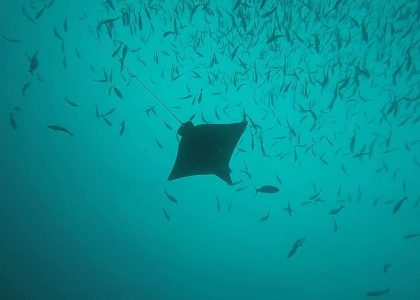 Diving Osa Peninsula in Costa Rica. My Pan American motorcycle trip.
