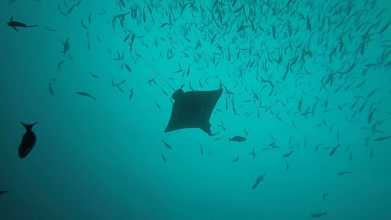Diving Osa Peninsula in Costa Rica