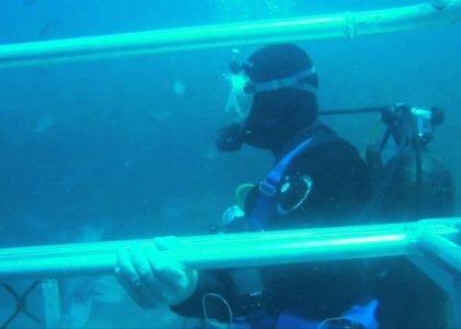 Great White Sharks Rodney Fox Scuba Australia 2014 HD | aquasport.tv