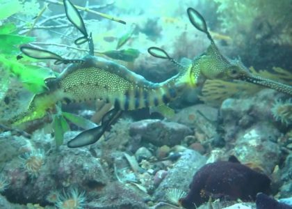 Tribute to Ivy Ng Scuba Flinders Pier Australia 2014 HD | aquasport.tv