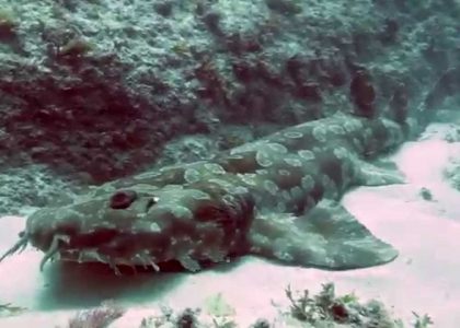 Wobbegong Shark Barrel Roll Scuba Stradbroke Island 2014 HD | aquasport.tv