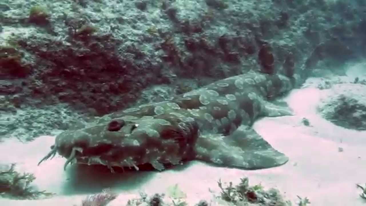 Wobbegong Shark Barrel Roll Scuba Stradbroke Island 2014 HD | aquasport.tv