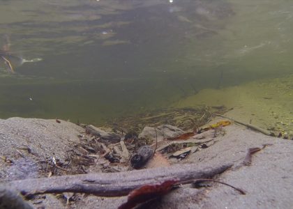 American Dipper and Common Merganser Diving
