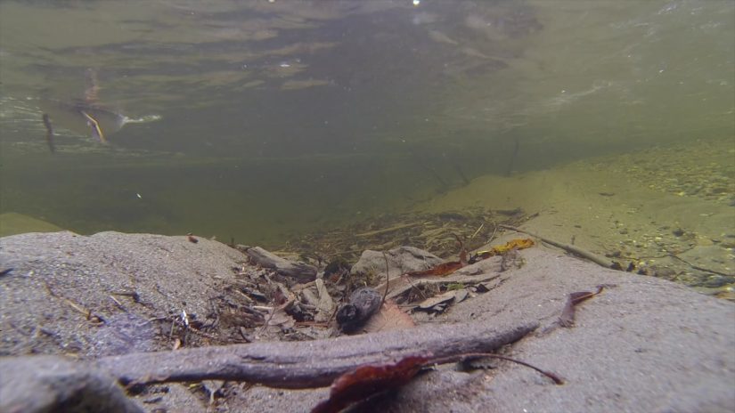 American Dipper and Common Merganser Diving