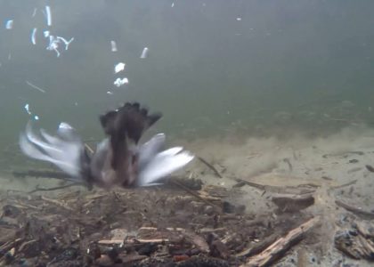 American Dipper diving in an overwintering school of Dolly Varden and rearing coho