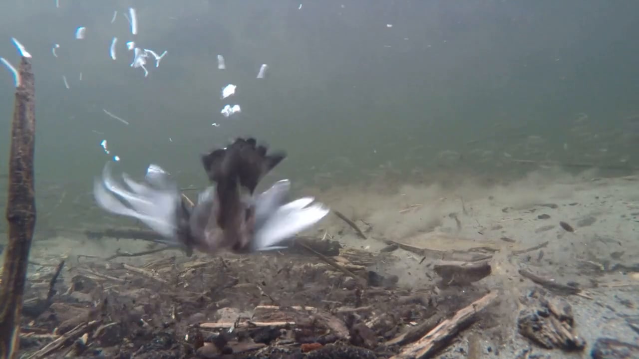 American Dipper diving in an overwintering school of Dolly Varden and rearing coho