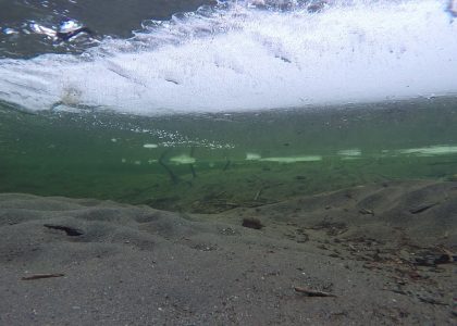 Dipper Diving under Ice in Steep Creek January 4th 2015