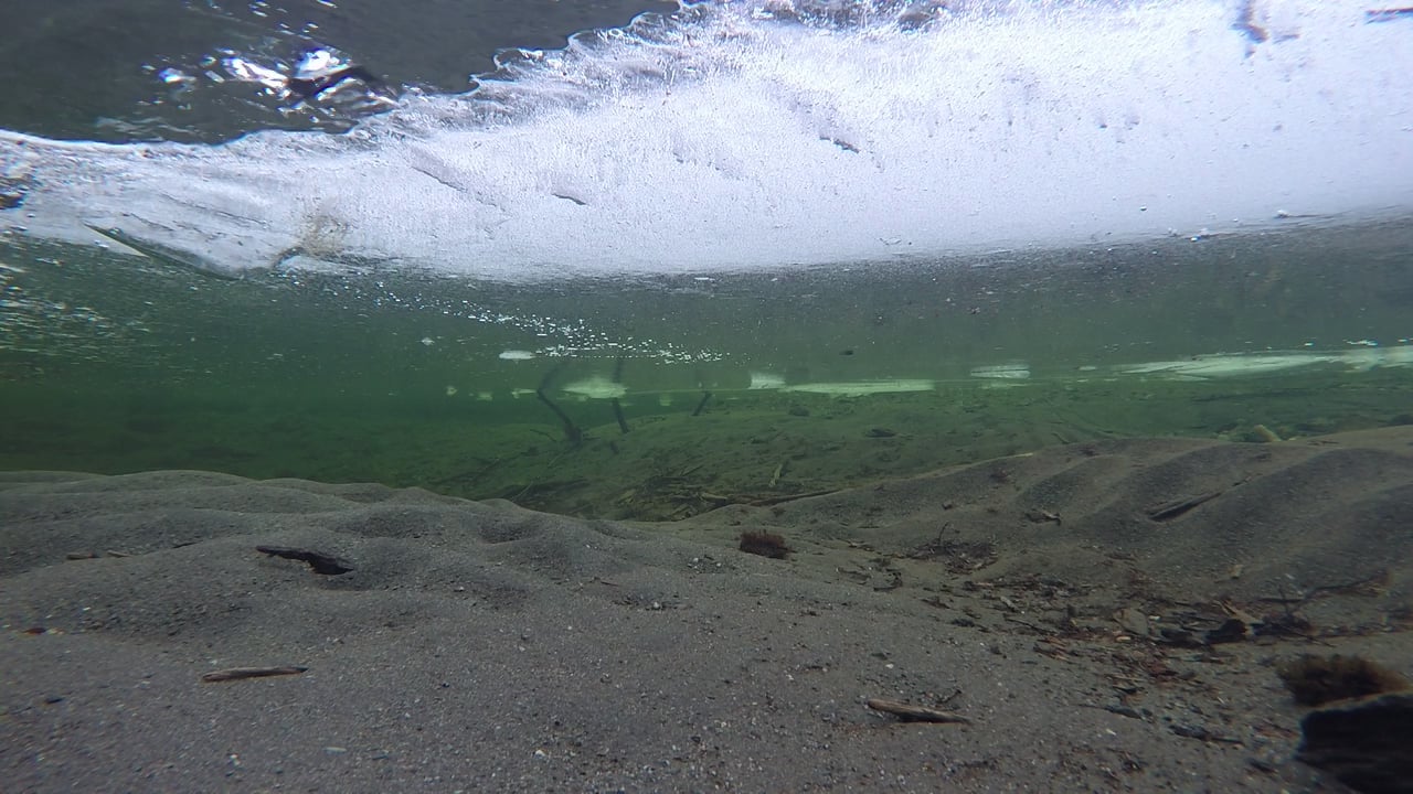 Dipper Diving under Ice in Steep Creek