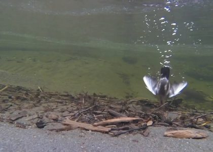 Dipper in Slow Motion Diving
