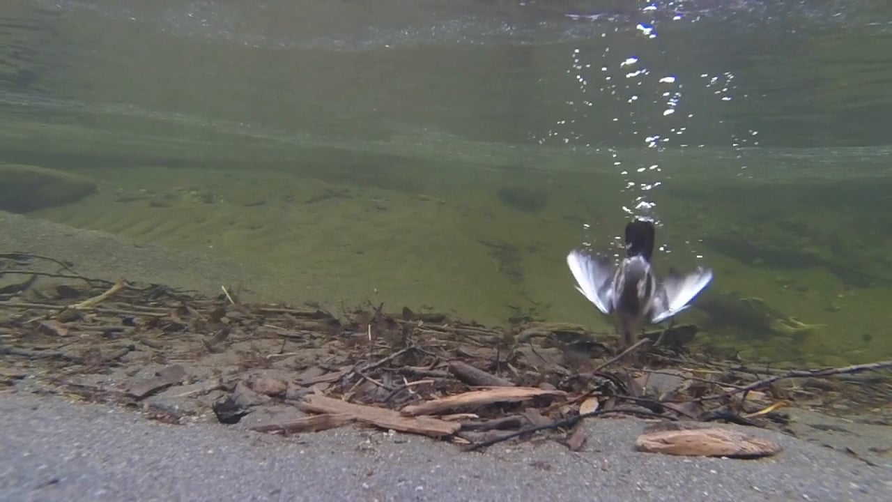 Dipper in Slow Motion Diving