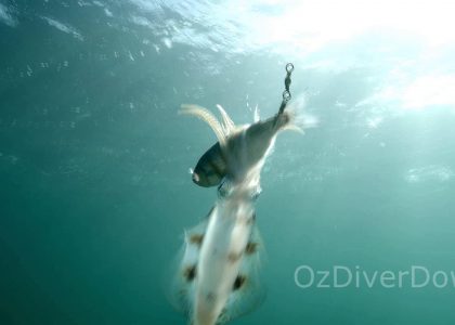 squid tries to take fish | aquasport.tv