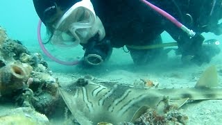 Blairgowrie Pier Scuba Blue Ring Octopus, Banjo Shark & More 2015 HD | aquasport.tv