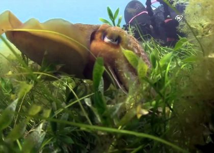 Cheeky Cuttlefish Scuba Flinders Pier 2015 HD | aquasport.tv
