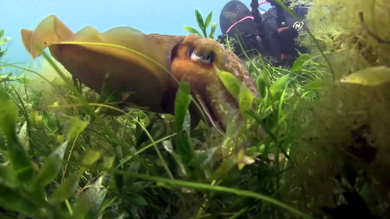 Cheeky Cuttlefish Scuba Flinders Pier 2015 HD