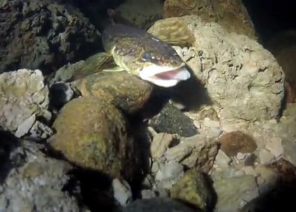 Matikan evening snack | aquasport.tv