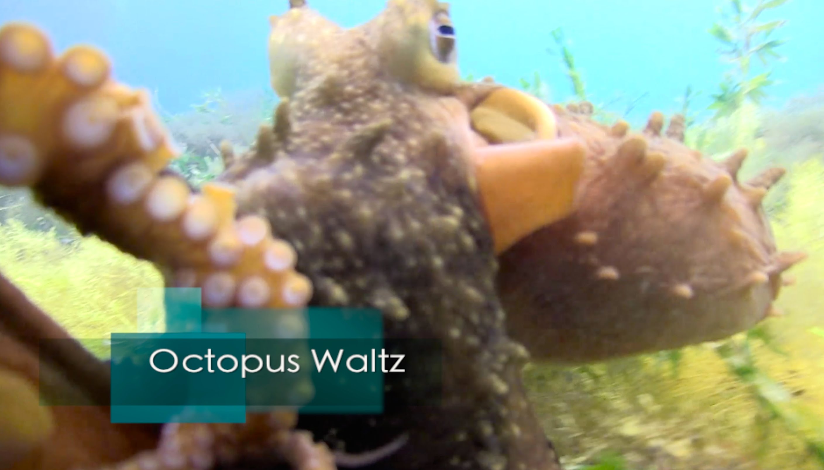 Octopus Waltz Flinders Pier Scuba Australia