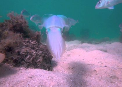 Squid. | aquasport.tv