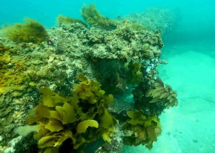 Star Of Greece | aquasport.tv