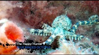 Blue Ring Octopus Hunting Scuba Blairgowrie Ocean 2015 HD | aquasport.tv