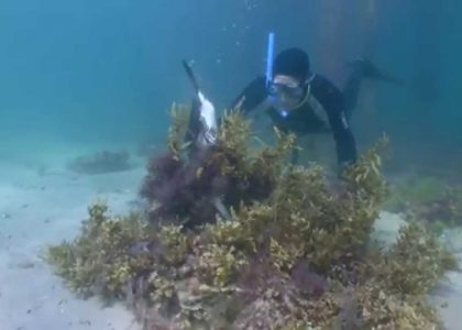 Cormorant  Scenario Melboune | aquasport.tv