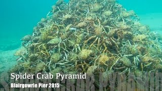 ORIGINAL VIDEO Melbourne Scuba Diver Films Stunning Spider Crab Migration Pyramid 2015 HD