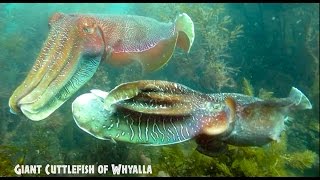 Giant Cuttlefish Scuba Whyalla Australia 2015 HD