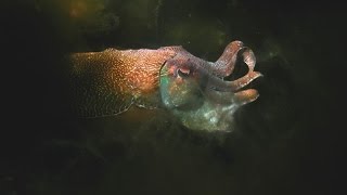 Giant Cuttlefish | aquasport.tv
