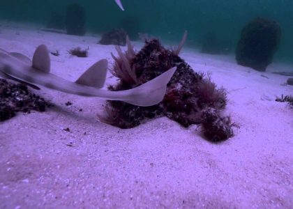 Squid Feeding | aquasport.tv