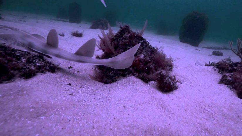 Squid Feeding | aquasport.tv