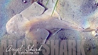 Vanishing Angel Shark Scuba Blairgowrie Australia 2015 HD