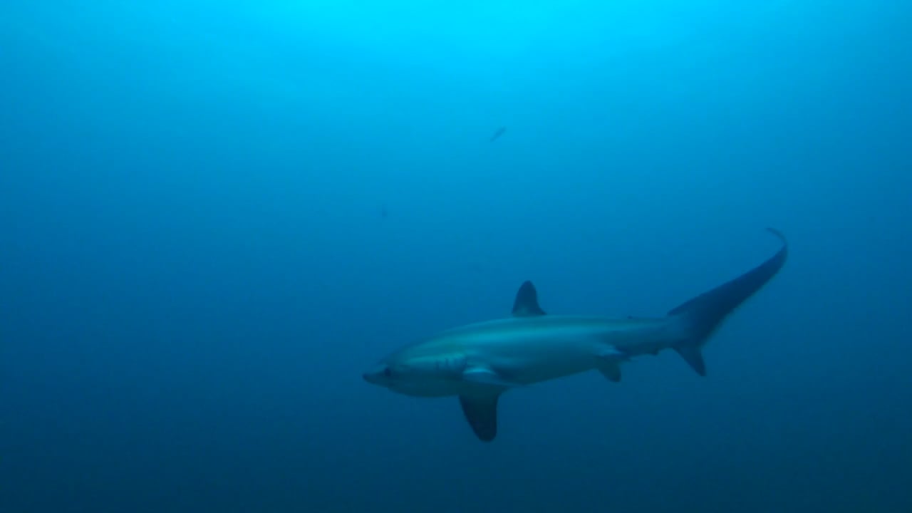 Diving Malapascua 2015