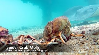 Molt Hard Die Harder - Spider Crab Vs Giant Stingray 2015 HD | aquasport.tv