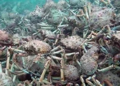 Spider Crab Migration Scuba Blairgowrie Pier Australia 11 June 2015 | aquasport.tv