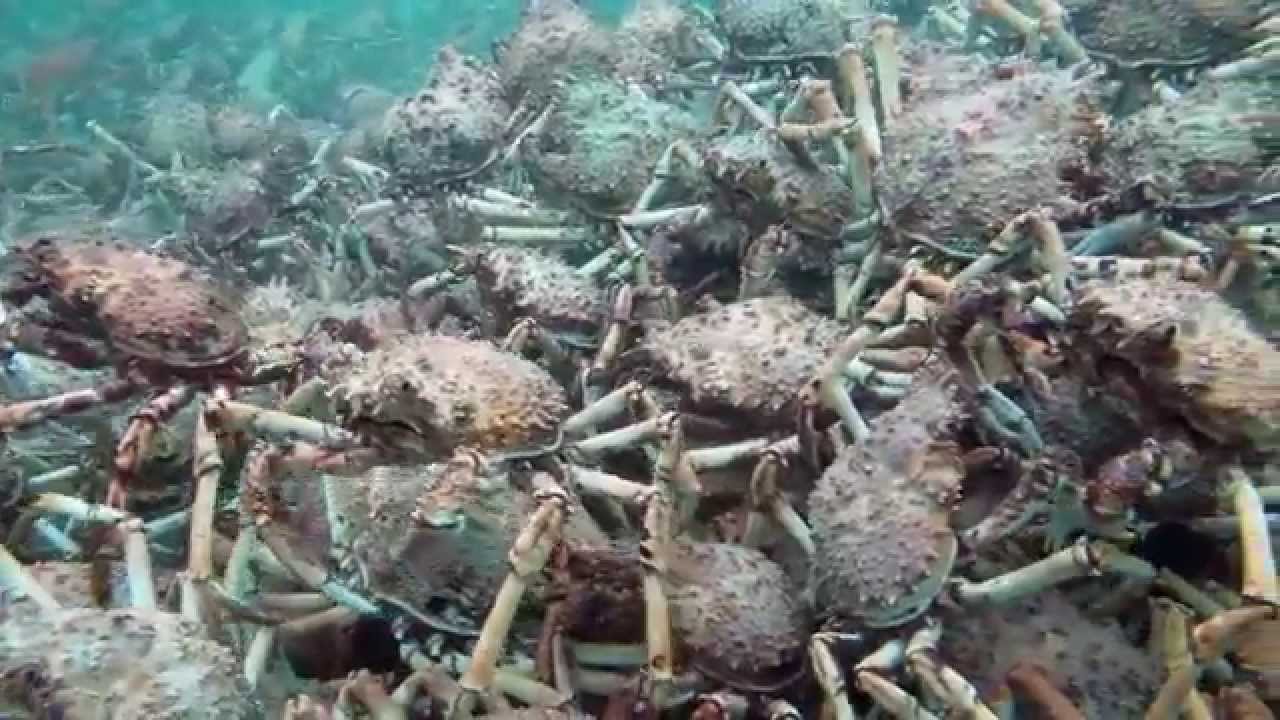Spider Crab Migration Scuba Blairgowrie Pier Australia 11 June 2015 | aquasport.tv
