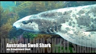Friendly Swellshark Draughtboard Shark Scuba Melbourne Australia 2015 HD | aquasport.tv