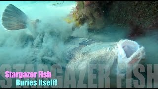 Stargazer Fish Buries Itself 2015 HD | aquasport.tv
