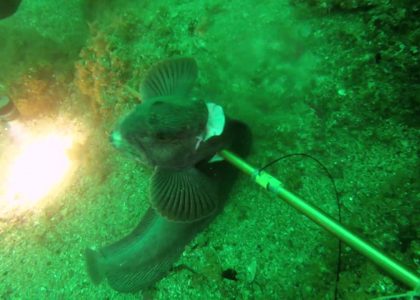 Steinbit hunting | aquasport.tv