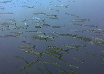 Style Diving Portofino Coast