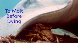 To Molt Before Dying – Spider Crab Sheds Shell then is Masticated by Giant Stingray 2015 HD